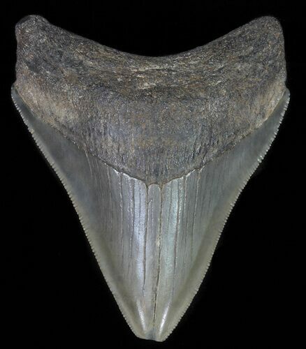 Serrated, Fossil Megalodon Tooth - Georgia #65779